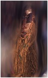 by Wayne King