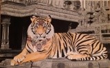 by Dana Condel