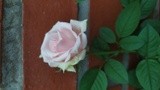 by Mihaela B