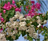 by Nira Dabush