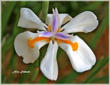 by Nira Dabush