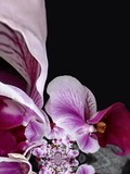 by Lynn De Serres