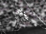 by Cathy Imler