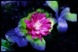 by andine Gerard