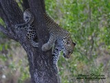 by Marie Strydom
