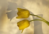 by Greg Summers