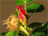 by Heli Aarniranta