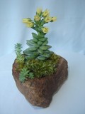 by Pedra Viva mini jardins