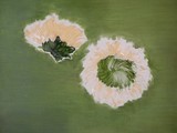 by Anna  Girgis
