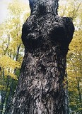by Angela Cappetta