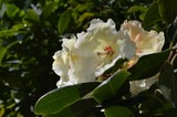 by Marie josé LAURIER
