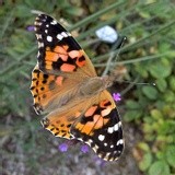 by Marie josé LAURIER