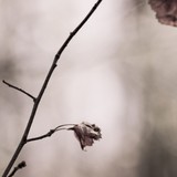 by Claudia Lorenz