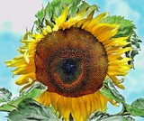 by Joannes Van Nijen
