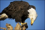 by Harry Eggens