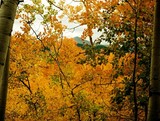 by Randy Schwanke