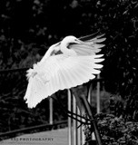 by Scott  Alexander Jack