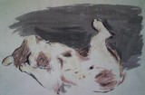 by Amanda Butler