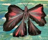 by Teri McGee
