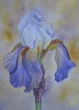 by Tanya Antimirova
