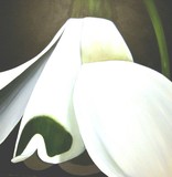 by Nelly van Nieuwenhuijzen