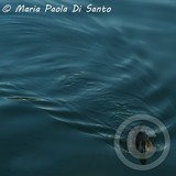 by Maria Paola Di Santo