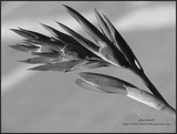 by Heli Aarniranta