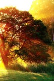 by Ropati Leaso-Cobb