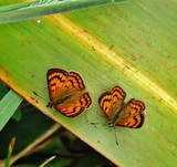 by Wayne Combridge 