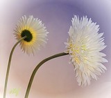 by Stefani Wehner