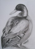 by Sheral Fernandes
