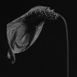 by Lucian Marcusiu