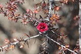 by Debra Kott