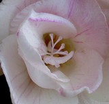 by marie-claire gallet