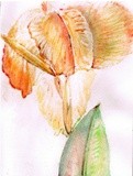 by Dana Koffenberger