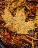by Terry Hawthorne