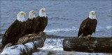 by Harry Eggens
