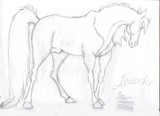 by The Black Stallion
