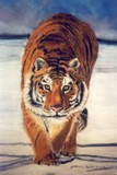 by Katherine Taylor-Green