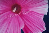 by Robert Ryan