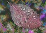 by Kathy Beekman