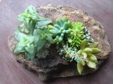 by Pedra Viva mini jardins