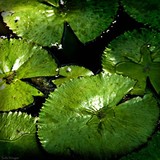 by Julie Kruger
