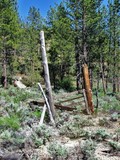 by Debra Kott