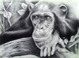 by clara aden