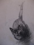 by Sara Vukicevic