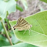 by GANESH KANAKI