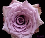 by Joke Schotting