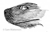 by sam watterson