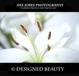 by DEE JOBES PHOTOGRAPHY